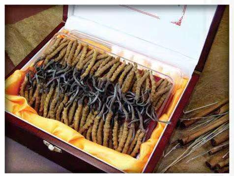 卓资冬虫夏草回收